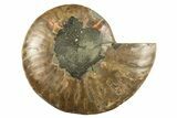 Cut & Polished Ammonite Fossil (Half) - Crystal Pockets #310689-1